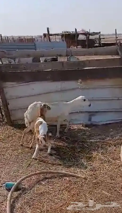 تيس فحل ورفيديه يتبعها طلي 4