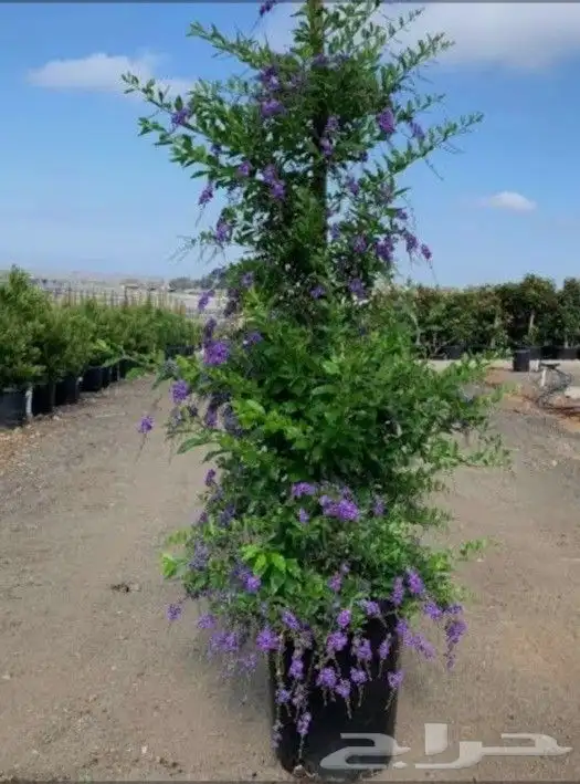 مزارع ومنسق حدائق 0