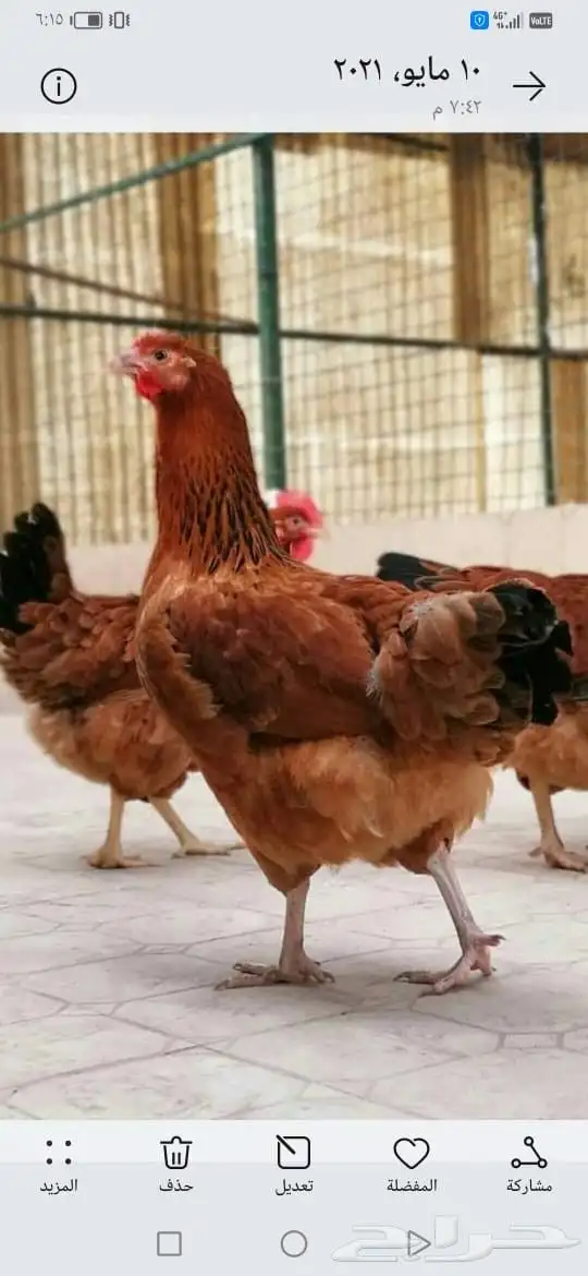 دجاج تركي فاخر تب التب 0