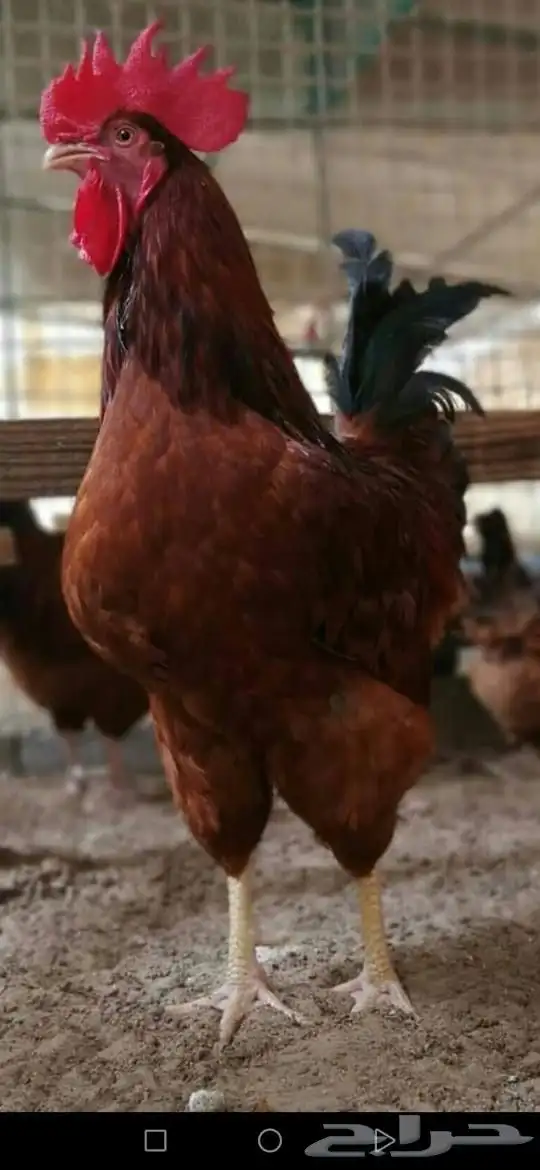 دجاج تركي فاخر تب التب 2