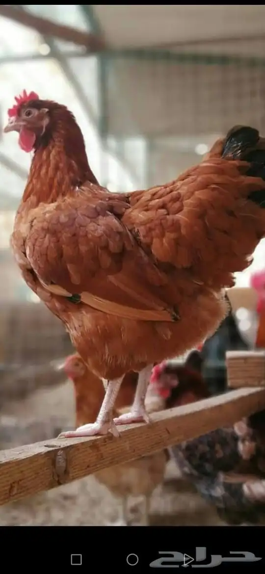 دجاج تركي فاخر تب التب 3