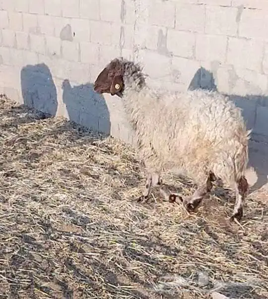 نعجة فاخرة 3