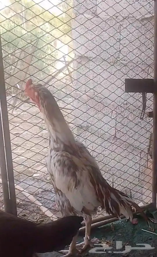 ما شاء الله 2