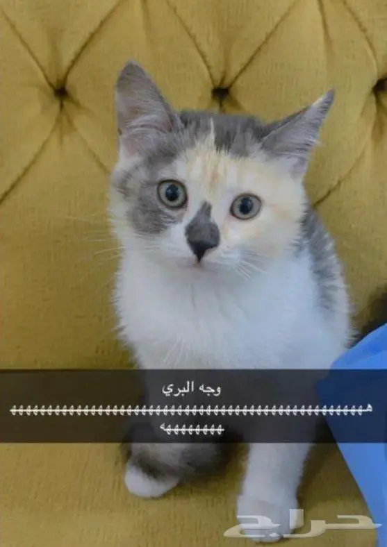 قطتين صغار عمرهم شهرين للتبني 1