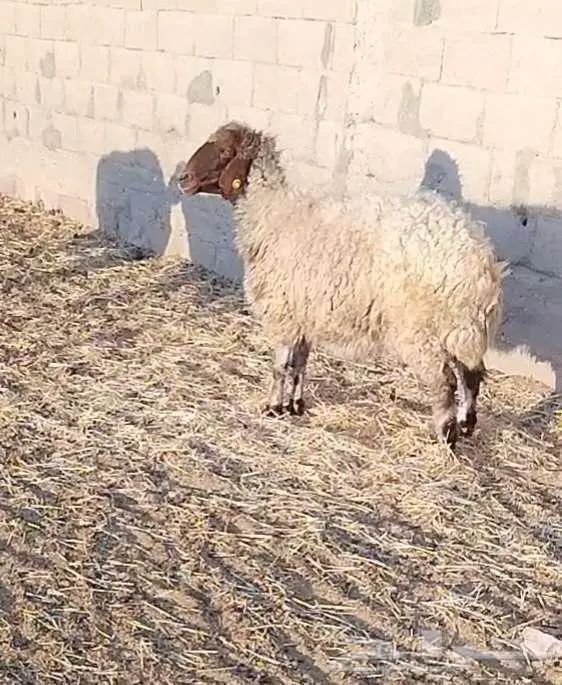 نعجة فاخرة 8