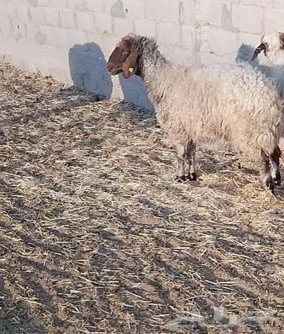 نعجة فاخرة 5