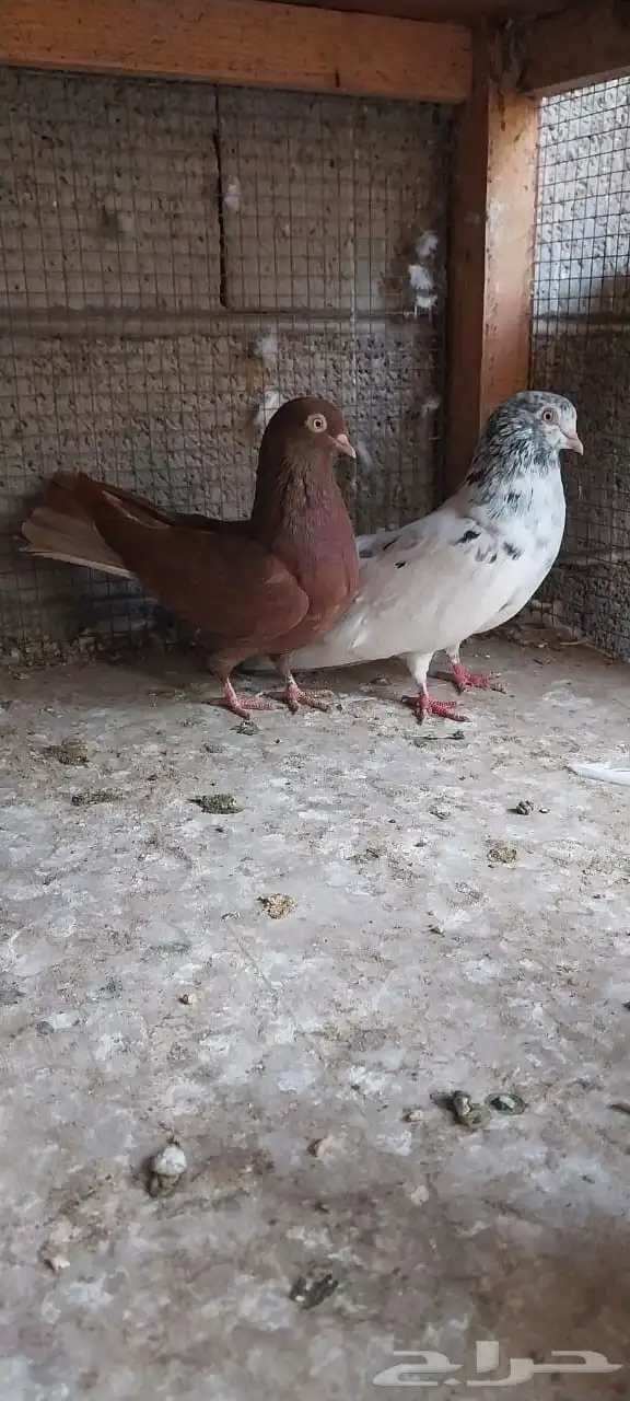 جوز قلابي ذكر زاجل فرخ شذري 1