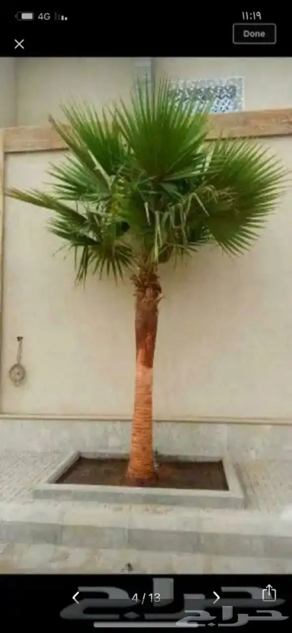 يوجد لدينا نخل زينه وشنطن الموقع شقرالمجمعه ساجر الدودمي 6