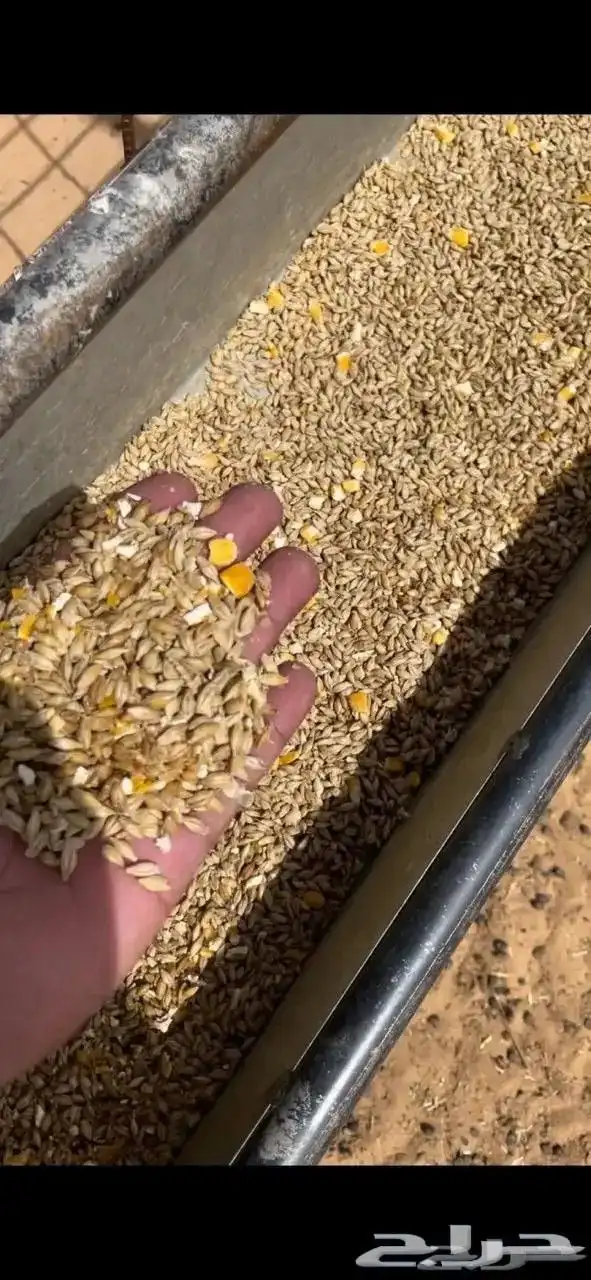 ذبائح نعيمي حري سواكن ذبايح تابي و تمارا 7