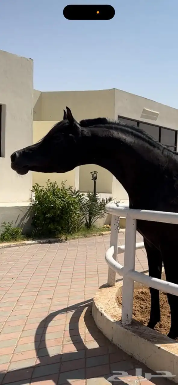 فحل واهو عالمي 0