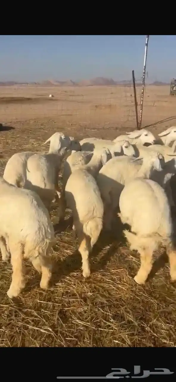 للبيع حريات مراح واحد 3