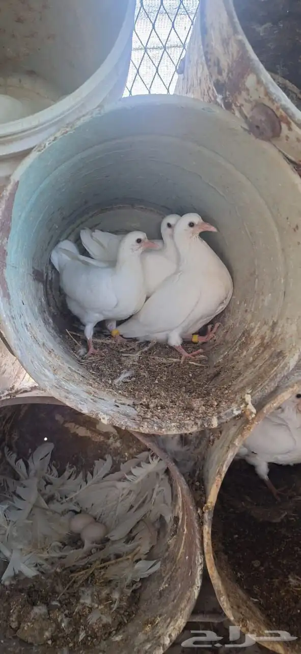 حمام فرنسي ابيض جامبو 3