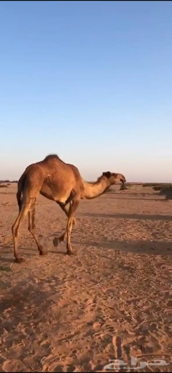 بكره لقيه صفرا 0