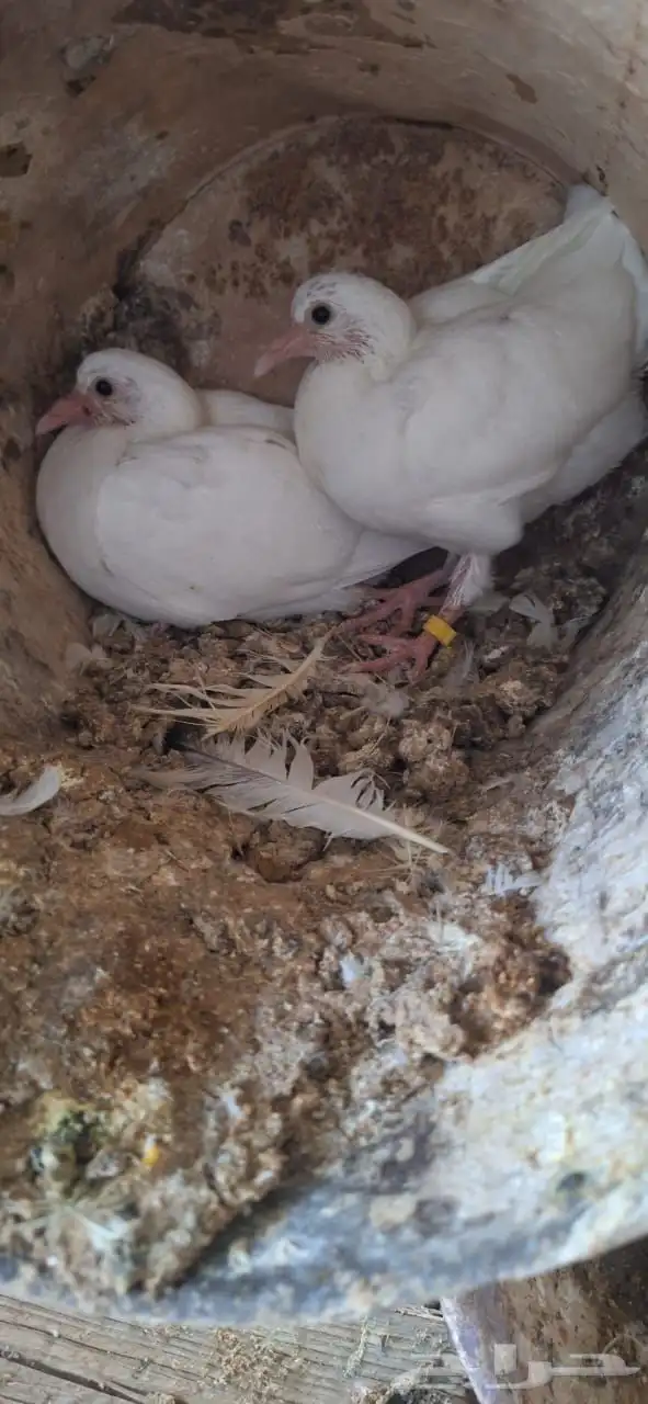 حمام فرنسي ابيض جامبو 1