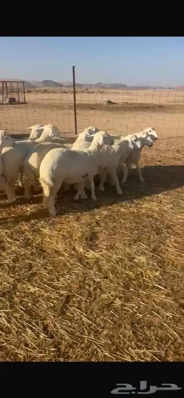 للبيع حريات مراح واحد 0