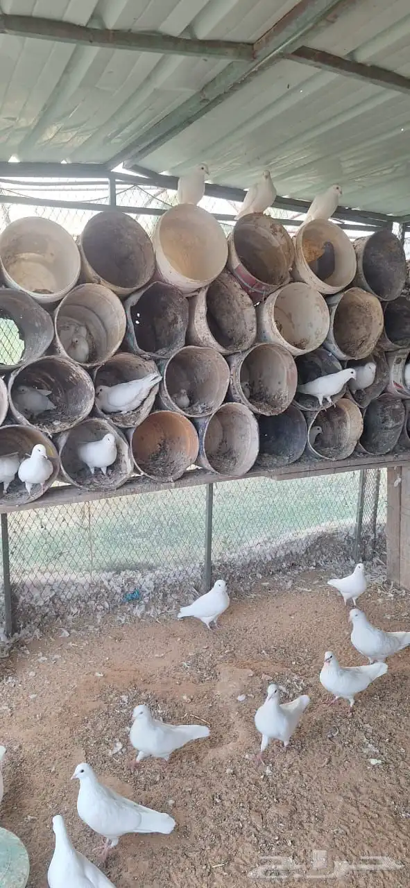 حمام فرنسي ابيض جامبو 5