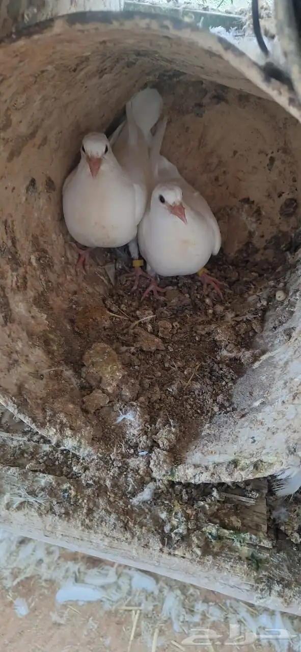 حمام فرنسي ابيض جامبو 2