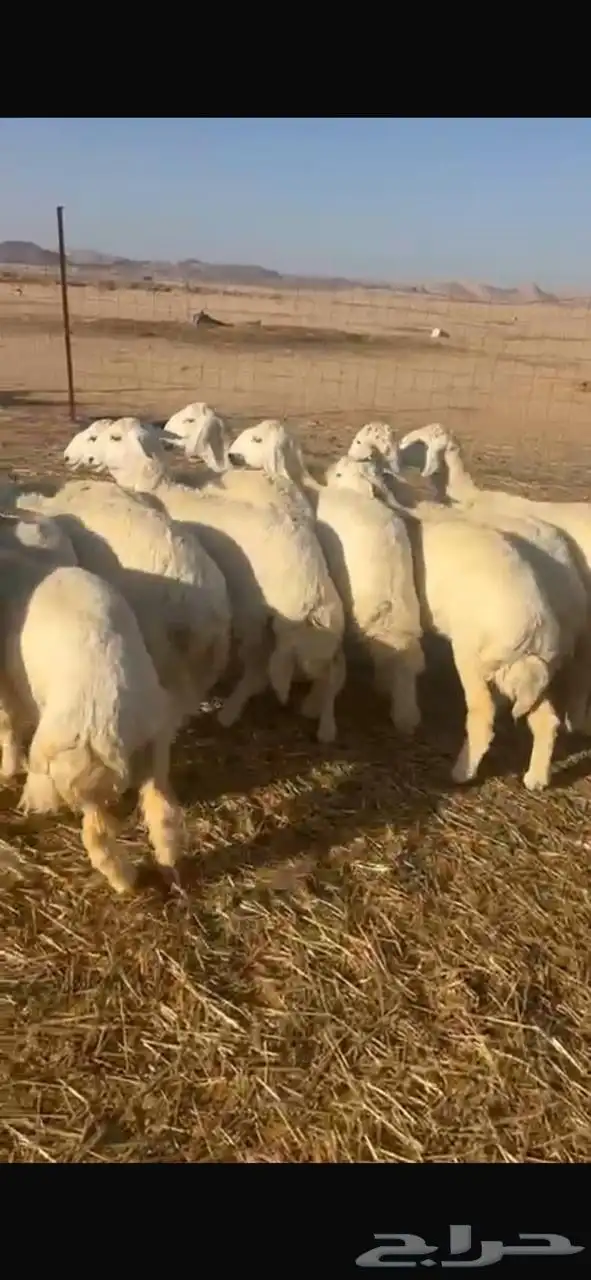 للبيع حريات مراح واحد 2