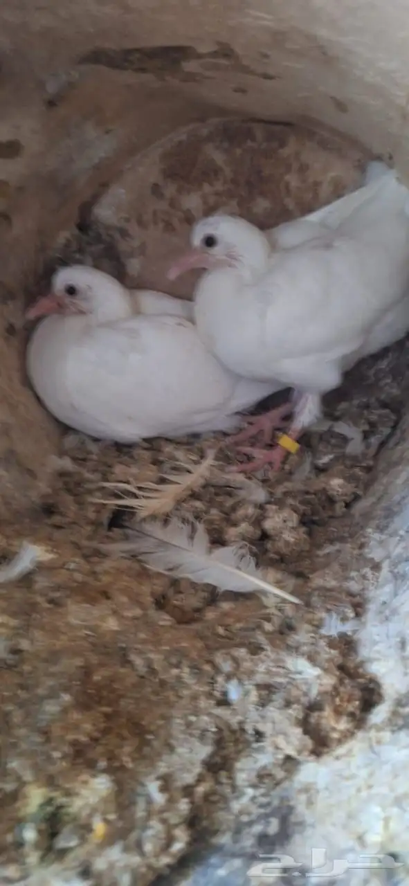 حمام فرنسي ابيض جامبو 0