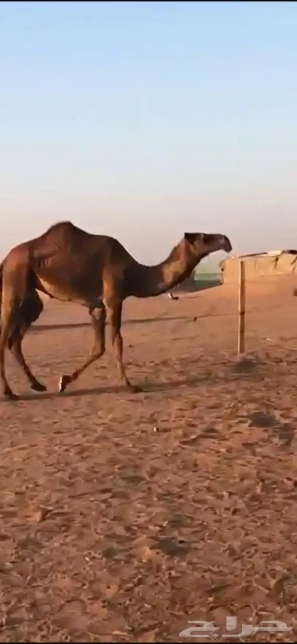 بكره لقيه صفرا 1