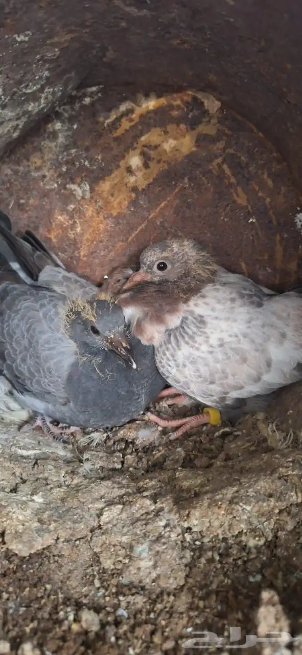 حمام فرنسي ابيض جامبو 4