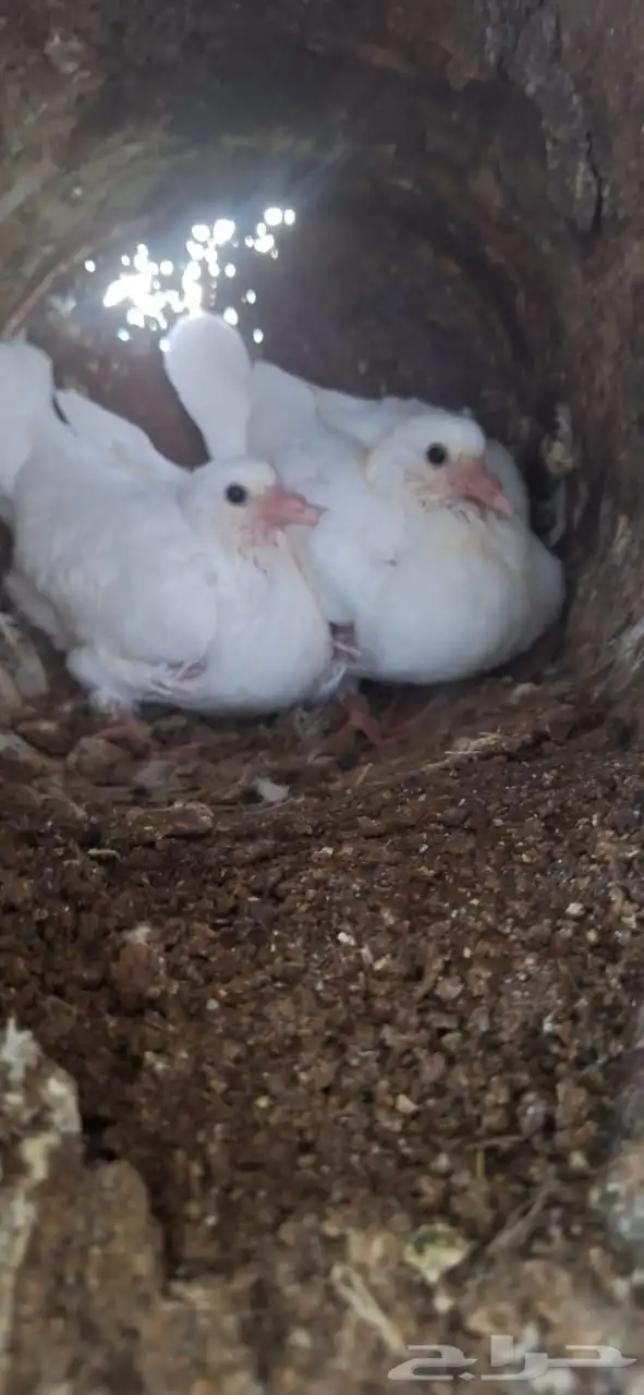 حمام فرنسي ابيض جامبو 8