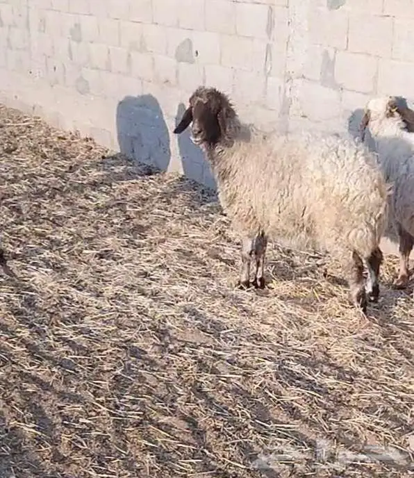 نعجة فاخرة 4