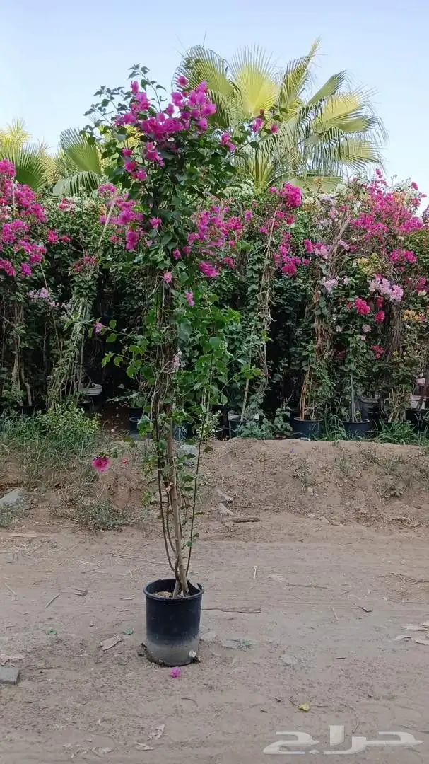 مشتل مانجو ورود 8