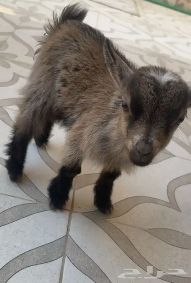 ماعز قزم انثى 2