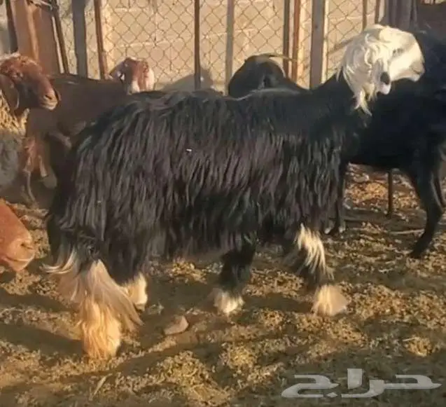خروف نجدي ونعجة نجدية تحتها خروف 0