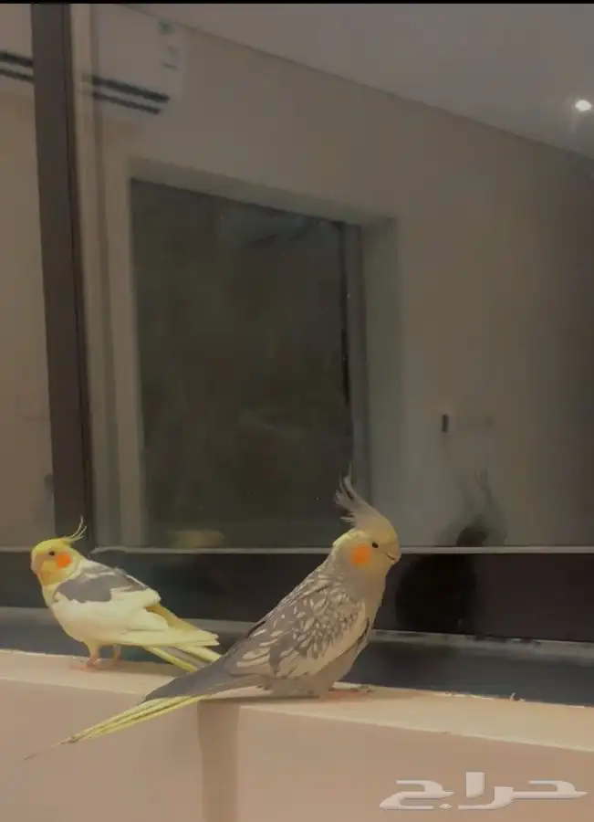 طيور كروان 0