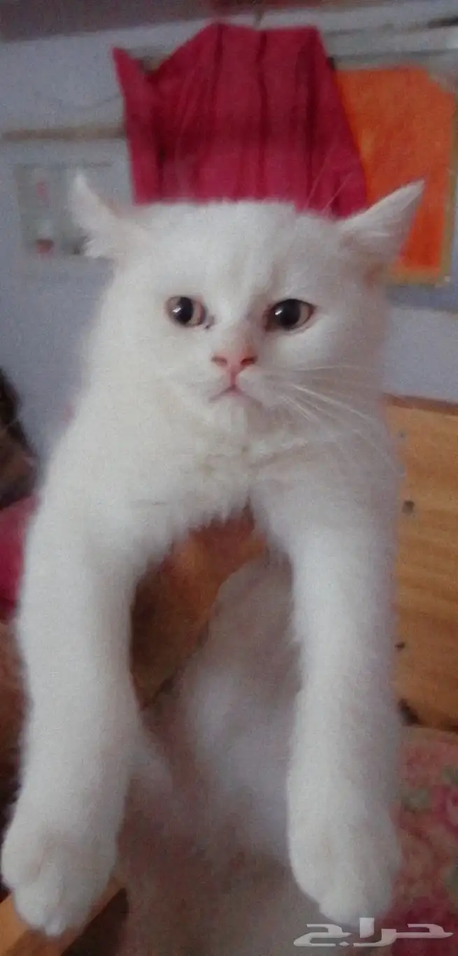 قطط صغيرة للبيع 2