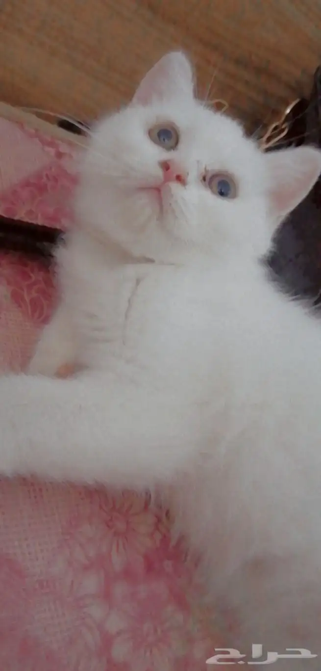 قطط صغيرة للبيع 3