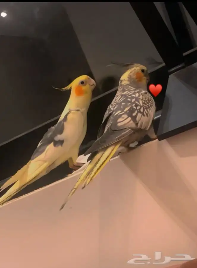 طيور كروان 1