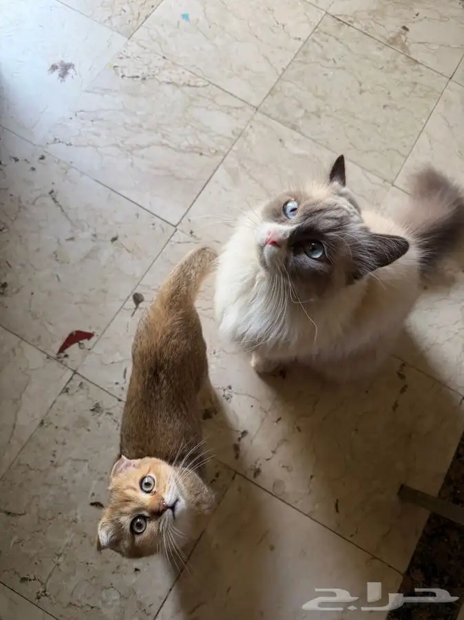 قط ذكر سكوتش للبيع 1