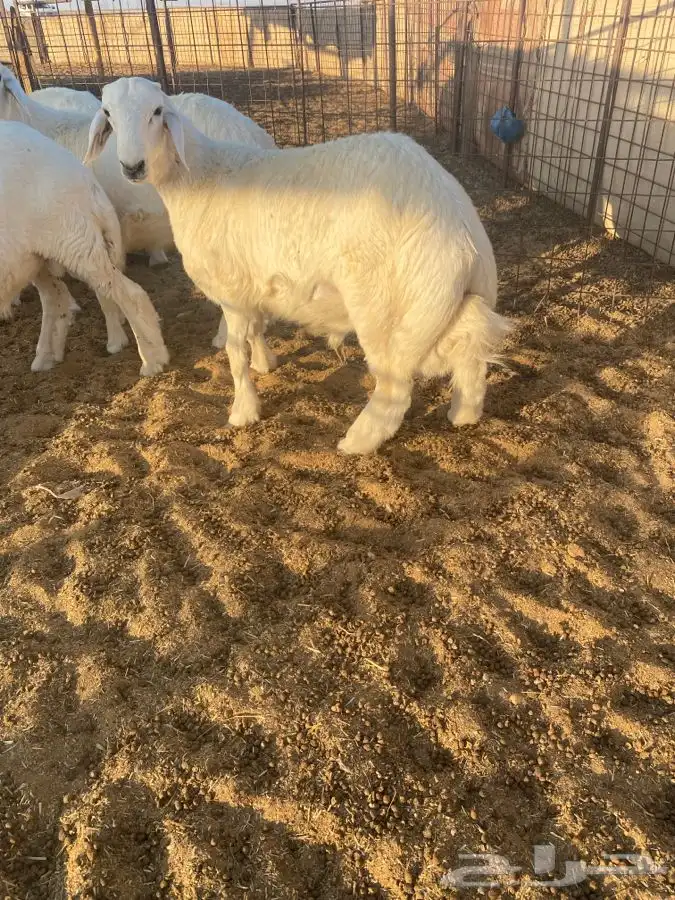 بعم حري فاخر 5