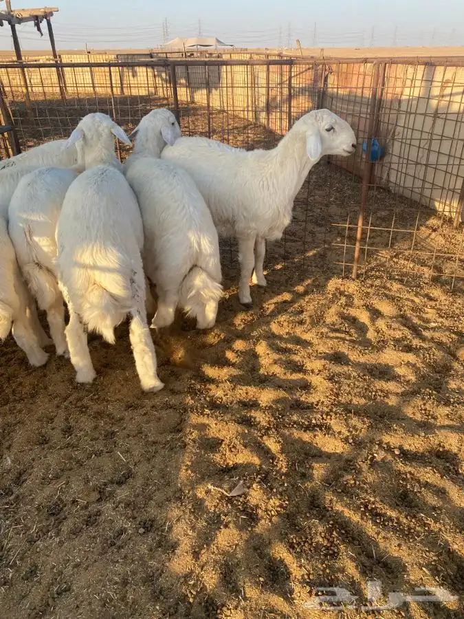 بعم حري فاخر 2