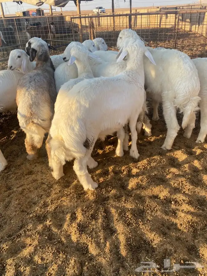 بعم حري فاخر 4