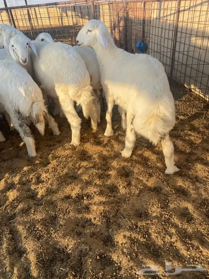 بعم حري فاخر 3