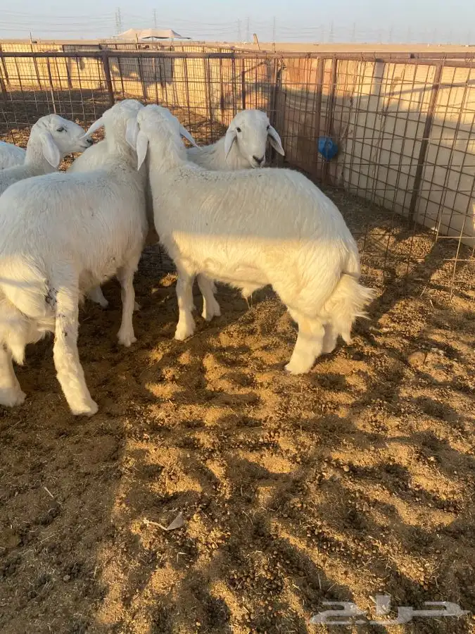 بعم حري فاخر 1