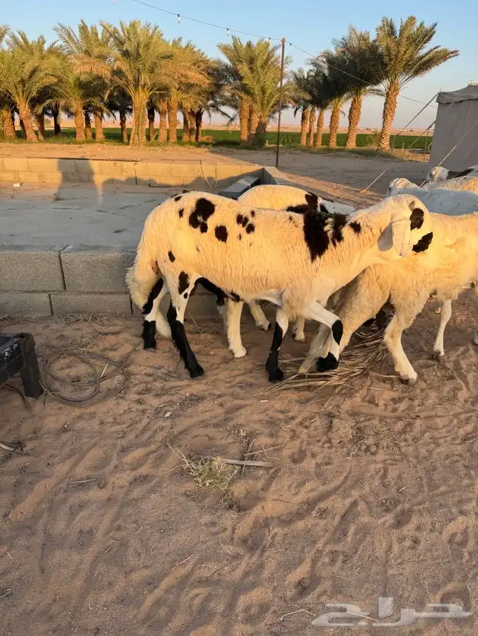 سواكن مربيات للبيع 0