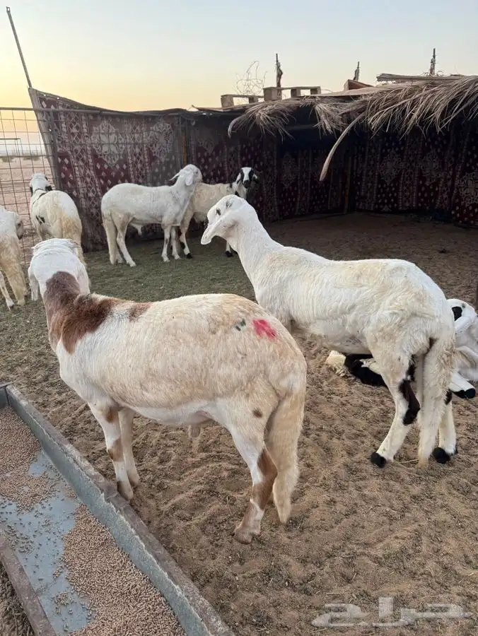 سواكن مربيات للبيع 1