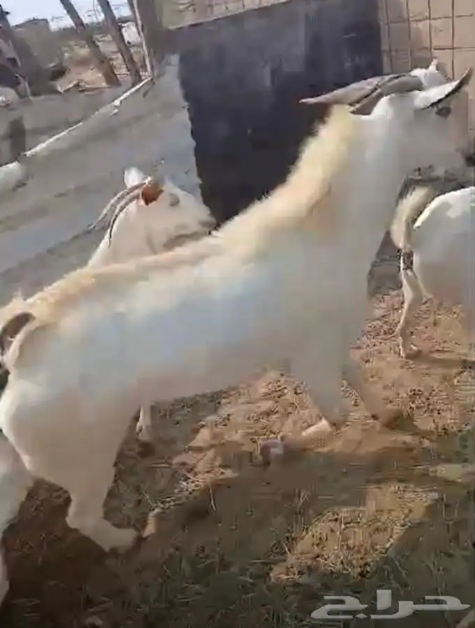 تيس فحل ورفيديه يتبعها طلي 10