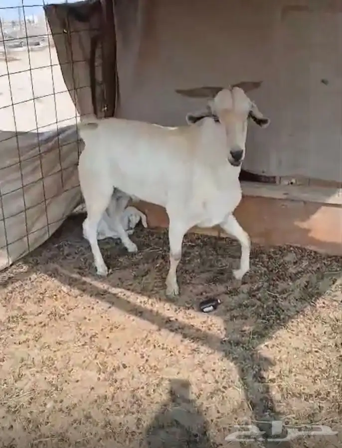 تيس فحل ورفيديه يتبعها طلي 8