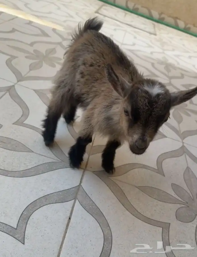 ماعز قزم انثى 1