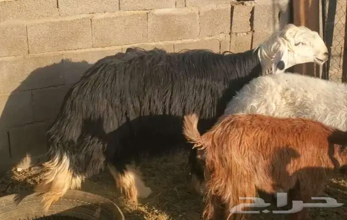 خروف نجدي ونعجة نجدية تحتها خروف 1