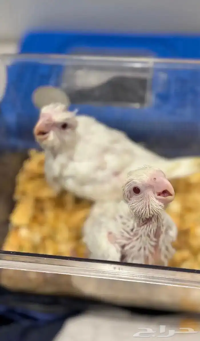 فروخ كوكتيل البينو 0