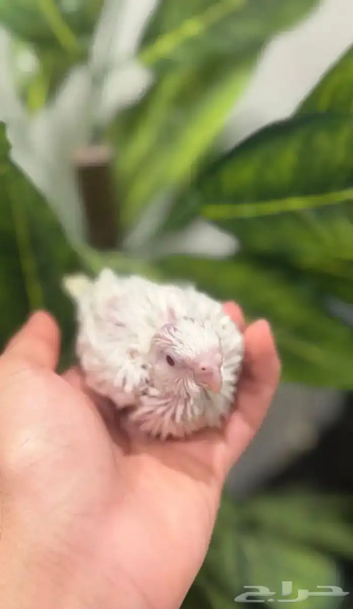 فروخ كوكتيل البينو 2