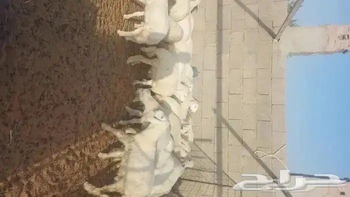 ذبائح نعيمي حري سواكن ذبايح تابي و تمارا 5