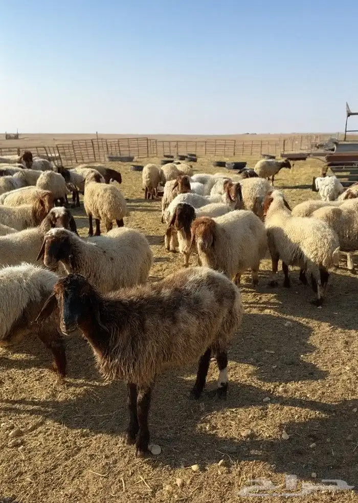 للبيع جذعات اغنام_ المجموعه كامله 0